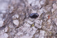 Platysoma compressum