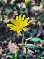Hieracium maculatum