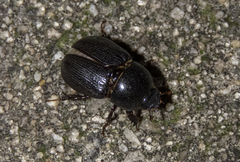 Euetheola