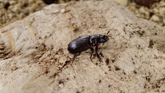 Aulacocyclus