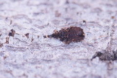 Aradus versicolor