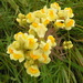 Toadflax - Photo (c) Arthur Chapman, some rights reserved (CC BY-NC-SA)