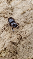 Aulacocyclus