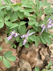 Corydalis pumila