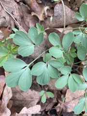 Corydalis pumila