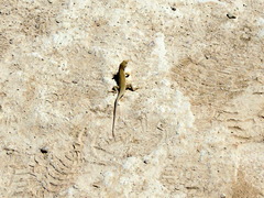 Acanthodactylus boskianus