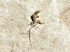 Acanthodactylus boskianus