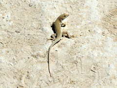 Acanthodactylus boskianus