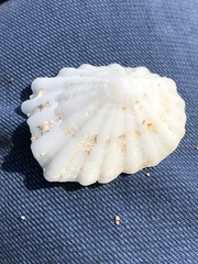 Niveotectura pallida