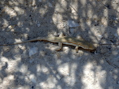 Acanthodactylus boskianus