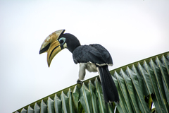 Oriental Pied-Hornbill photo 5