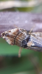 Eupelix