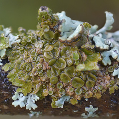 Melanohalea septentrionalis