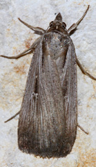 Tathorhynchus exsiccata