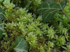 Plagiomnium undulatum