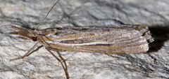 Thaumatopsis edonis