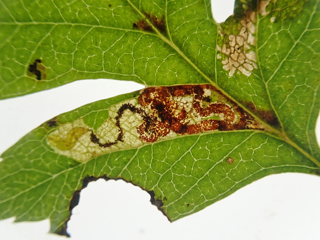 Stigmella incognitella