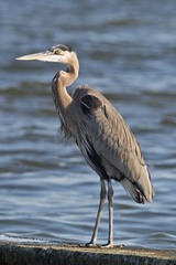 Ardea herodias