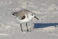 Calidris alba
