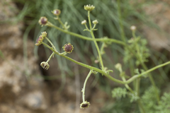 Tanacetopsis submarginata