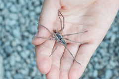 Dolomedes aquaticus