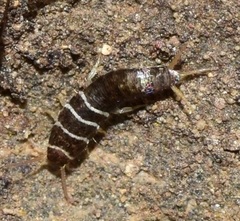 Lepisma baeticum