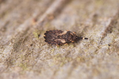 Aradus versicolor