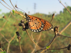 Acraea terpsicore