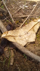 Chiasmia simplicilinea