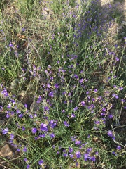 Erucaria erucarioides