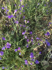 Erucaria erucarioides