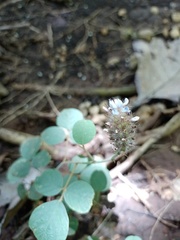 Uraria lagopodioides