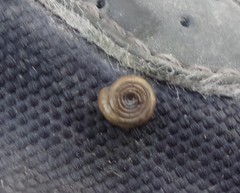 Bathyomphalus contortus