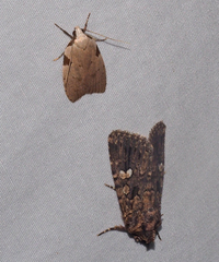 Zonopetala quadripustulella