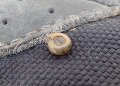 Bathyomphalus contortus