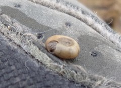 Bathyomphalus contortus