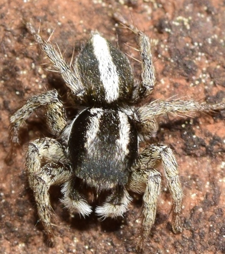 Aelurillus luctuosus