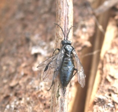 Dolerus nitens