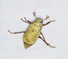 Cyphochilus apicalis