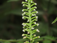 Goodyera procera