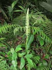 Goodyera procera