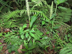 Goodyera procera