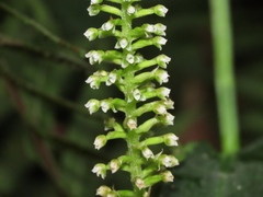 Goodyera procera