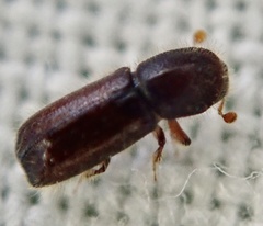 Xylocleptes bispinus