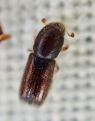 Xylocleptes bispinus