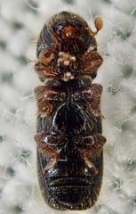 Xylocleptes bispinus