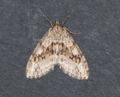 Trichopteryx polycommata