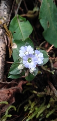 Gentiana capitata