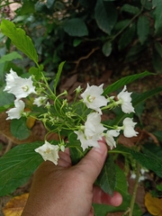 Vallaris glabra