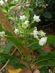 Vallaris glabra
